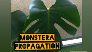 Monstera water propagation [upl. by Reteid]