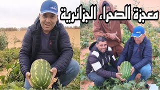 Miracle Agriculture Sahara algérien معجزة رمال الصحراء الجزائرية في إنتاج خيرات المنتوجات الفلاحية [upl. by Geis]