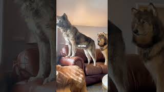 Love changes animals pets dog wolf amazing love cute shortvideo shorts fyp [upl. by Notnats25]