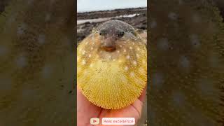 Amazing Facts About the Pufferfish facts discovery wildlifediscovery animals snakeisland [upl. by Ballman]