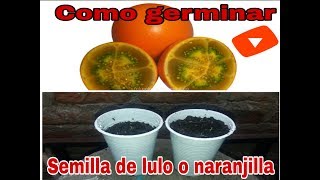 ¡TIENES QUE VERLO Como germinar semillas de lulo o naranjilla super facil🥝 [upl. by Yenduhc393]