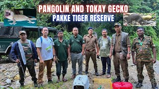 Critically endangered wildlife released at Pakke Tiger Reserve  Chinese Pangolin amp Tokay Gecko [upl. by Nunes]