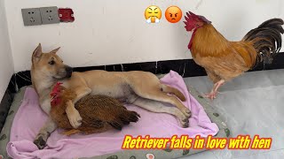 The rooster suspects that the dog and hen are having an affairThe rooster is very angryso funny [upl. by Gnouhk331]