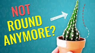 THIS IS WHY CACTUS STRETCHES and BECOMES UGLY How to prevent cactus etiolation [upl. by Maximilianus]