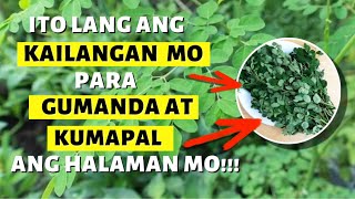 SUPER NATURAL FERTILIZER MALUNGGAY FERTILIZER NAPAKA BISA [upl. by Ellednahc142]