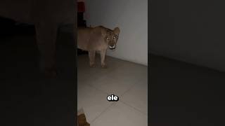 Este HOMEM está SENDO SEGUIDO por LEÕES dentro de CASA 😨 [upl. by Brandais]