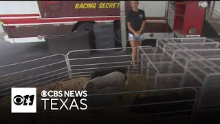 North Texas Fair and Rodeo adjusts schedule for extreme heat [upl. by Onaicram]