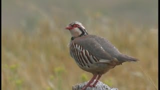 Perdrix rouge  chant  Redlegged Partrige  Rothuhn   Alectoris rufa [upl. by Ybrik]