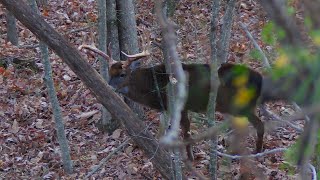 AWESOME Rut Hunt in Ohio SelfFilmed Bowhunting [upl. by Luht234]