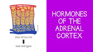 56 Endocrine Hormones of the Adrenal Cortex [upl. by Townshend]