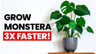 Grow Your Monstera 3X FASTER [upl. by Htiduj272]