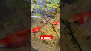 Tetra fish 🐠viralvideo fish aquarim trendingshorts snakehead aquariumchannel fishtank [upl. by Lerim266]