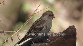 Not Sparrows but probably Buntings Birders  help us identify these Himalayan passerines [upl. by Nhguavoj109]