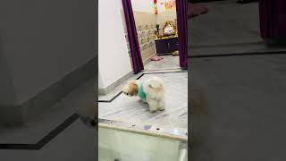 Tamatar chor😂🧿♥️ doglover jaggadaku dogbreeds pets jaguu shihtzus cute lovepets [upl. by Tecla]