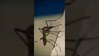 quotAedes aegypti Mosquitoequot insects mosquito [upl. by Wichern399]