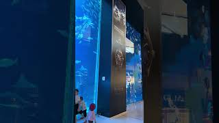 GuitarfishDubai mall aquarium 🇦🇪 [upl. by Ashley]