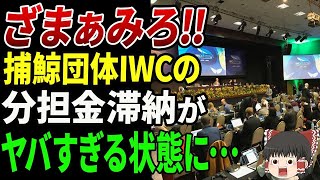 【海外の反応】日本が脱退したIWC国際捕鯨委員会➡分担金に関する新事実が発覚･･･【ゆっくり解説】 [upl. by Hausner]