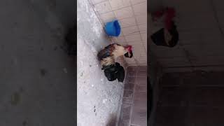 Gallitos kikirikis Azteca 😮‍💨🐓🐓🐓 y cada 50 subscriptores compraré una gallo o gallina [upl. by Nnaarat]