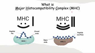 English  What is Major Histocompatibility Complex MHC MHC I vs MHC II [upl. by Cusack]