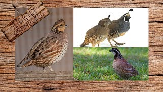 What Type Of Quail Should You Raise [upl. by Ruel]