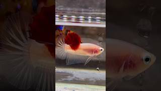 Siamese Fighter Fish Tancho  siamesefightingfish siamese betta shorts fish [upl. by Artinad404]