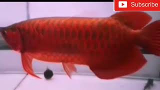 dragonfish  Arowana diberi makan [upl. by Innus]