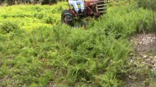 Mowing with Sickle Bar on 1961 Farmall Cub  Part 3 [upl. by Ayotel]