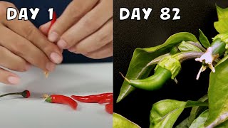 Growing Chilli from Seeds  82 Day Timelapse [upl. by Ardnuhsal]