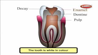 Cbse 4th CBSE SCIENCE  Our Food  Teeth amp Digestion  NCERT  CBSE Syllabus  Animated Video [upl. by May]