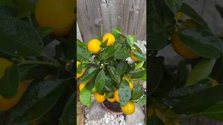 GROWING CALAMONDIN ORANGE IN THE UK [upl. by Ennairoc]