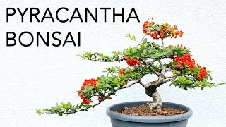 Beautiful Pyracantha Firethorn Bonsai with red berries Bonsaitree Result after 2 years [upl. by Roseanne]