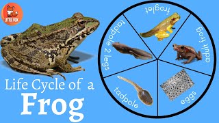 🐸 Life Cycle of a 🐸Frog Explained in English🌿 kidslearning kidseducation frog [upl. by Navak]