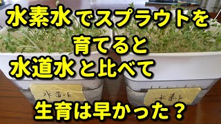 【水素水】でスプラウトを育てると、水道水と比べて生育は早かった？ [upl. by Hbahsur]