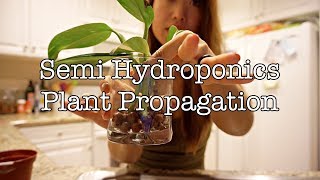 HOW TO PROPAGATE PLANTS IN LECA  2 WAYS [upl. by Aridnere291]