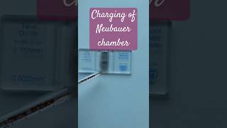 Charging of Neubauer chamber medicalpractice physiology hematology RBC WBC [upl. by Uyerta]