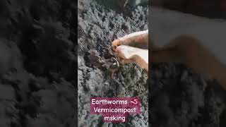 eisenia fetida earthworm vermivermicompostorganic earthwormstrendingyoutubeshortsvideo [upl. by Zebada]