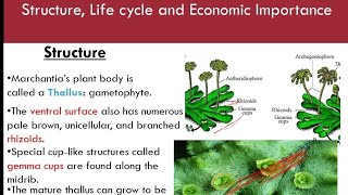 Marchantia Structure Life cycle and Economic importancetscmavisecond papervideo [upl. by Hildagard738]