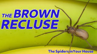 The Spiders in Your House  The Brown Recluse [upl. by Rosenberg591]