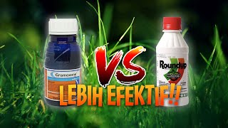 Roundup VS Gramoxone Efektif mana [upl. by Esnofla463]