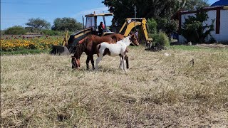 Empezamos con las corraletas de cerdos  emprendimiento de engorda de cerdos  Vlog 6 [upl. by Nangatrad]