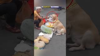 Watch How This Honest Dog Pays for His Fruit shorts viralvideo funny [upl. by Chloette611]