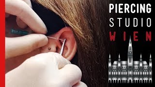 💉 Double Anti Helix 💉 Ohrknorpel Piercing CLOSE UP 💉 Marcs Piercing TV [upl. by Gilberta938]