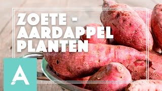 Zoete aardappel planten  Grow Cook Eat 21 [upl. by Donata]