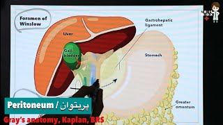 Peritoneum  پریتوان Anatomy 76 [upl. by Kabab]