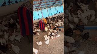 poules locales amélioréespoulets du Fasoafricainviralshort [upl. by Harli560]