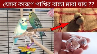 যেসব কারণে পাখির বাচ্চা মারা যায়  বাজরিগার পাখি পালন  Why Baby Budgies Die [upl. by Aiuqat]