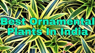 Best Ornamental Plants In India [upl. by Eanahc987]