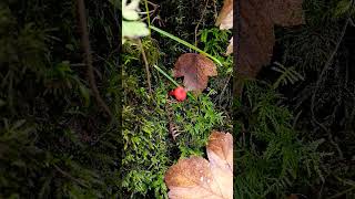 🍄SCARLET WAXCAP🍄hygrocybe coccinea [upl. by Pascasia]