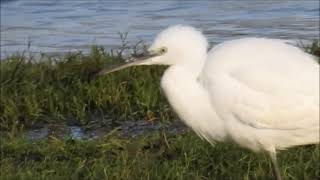 Little Egret closest yet [upl. by Yelehsa918]