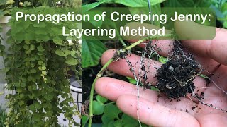 How to propagate creeping jenny moneywort  layering method method 2 [upl. by Docilla]